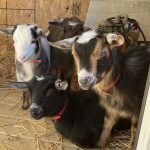 Loving The Goats